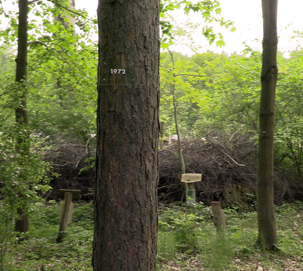 SirrendeDuerre14_DyffortDriesch